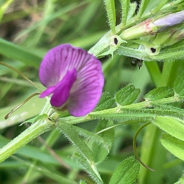 Vicia sativa Floare