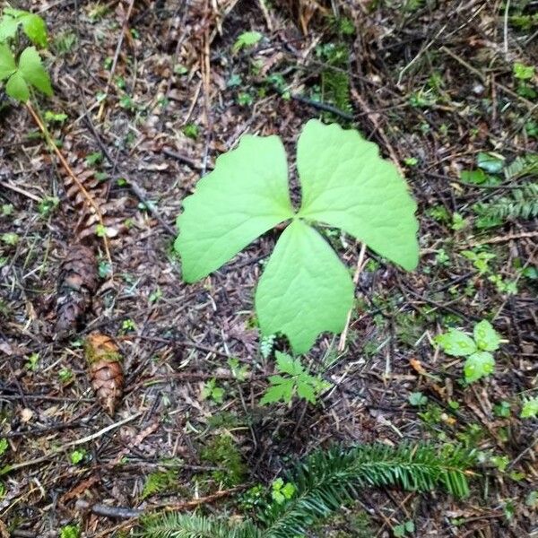 Achlys triphylla Lehti