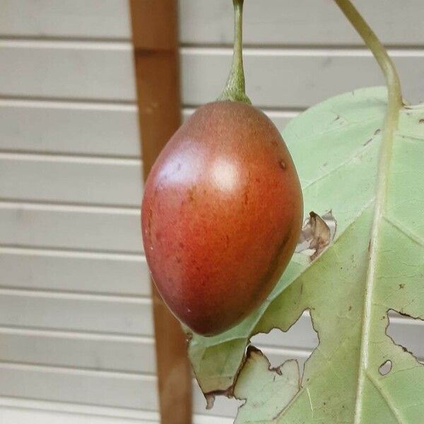 Solanum betaceum Fruit