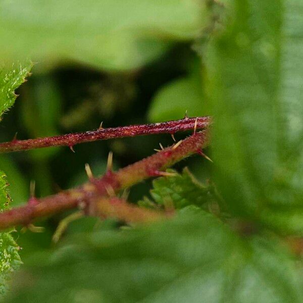 Rubus fruticosus 樹皮