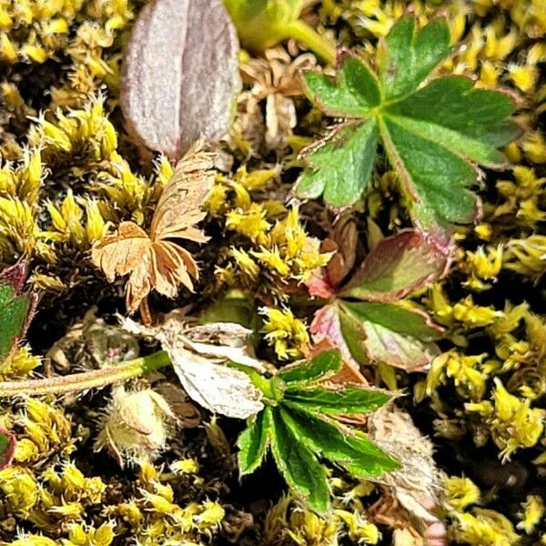 Potentilla crantzii ഇല