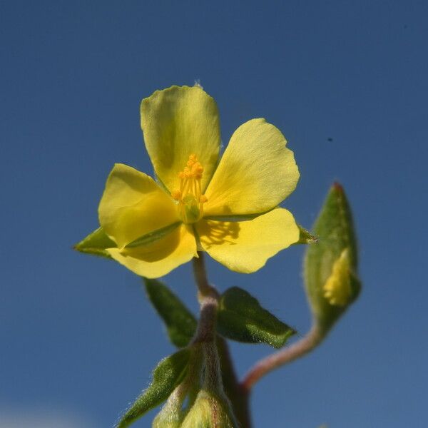 Helianthemum salicifolium Floro