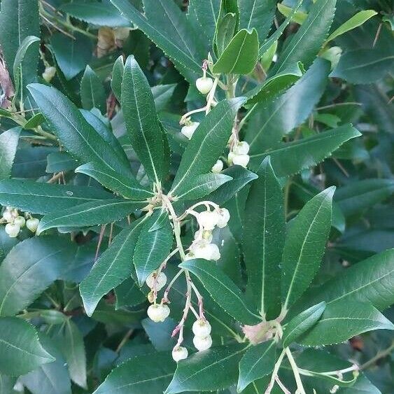 Arbutus andrachne पत्ता