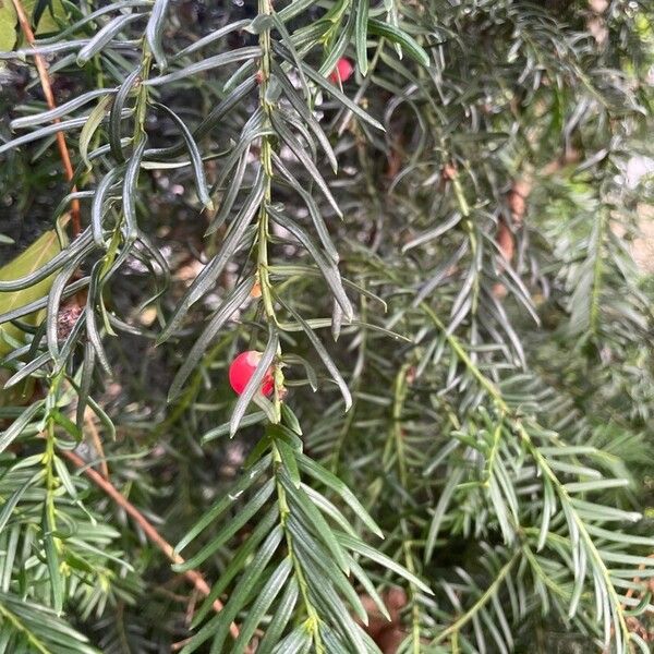 Taxus brevifolia Blatt