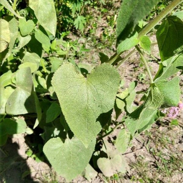 Urolepis hecatantha Leaf