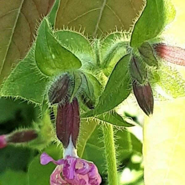 Silene pendula പുഷ്പം