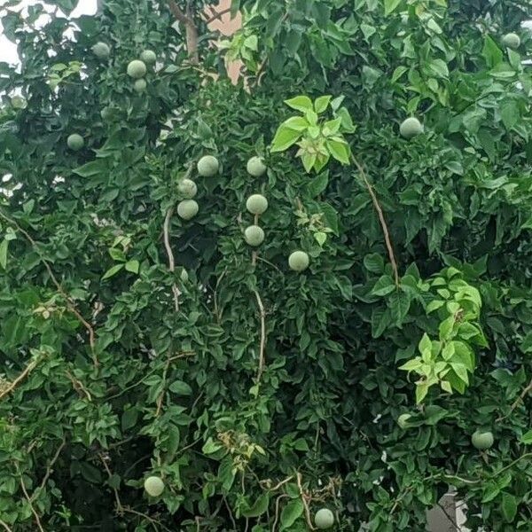 Aegle marmelos Leaf