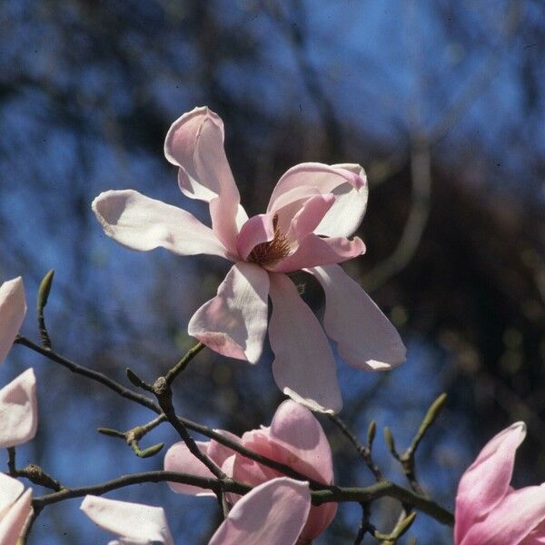 Magnolia sprengeri Flower