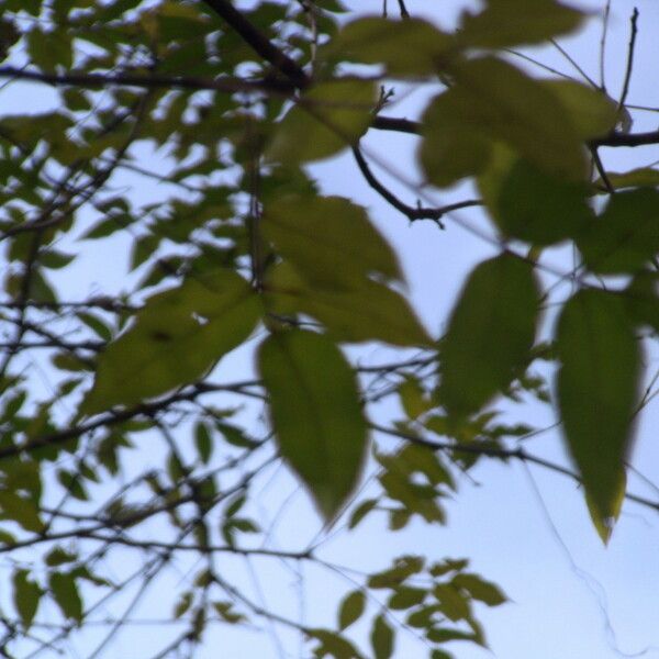 Zanthoxylum clava-herculis Habitatea