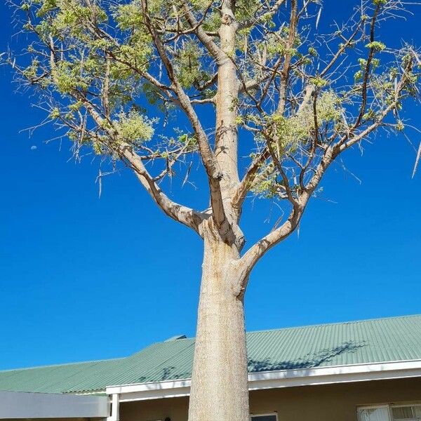 Moringa drouhardii 形态