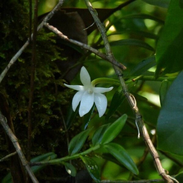 Angraecum ramosum Цветок