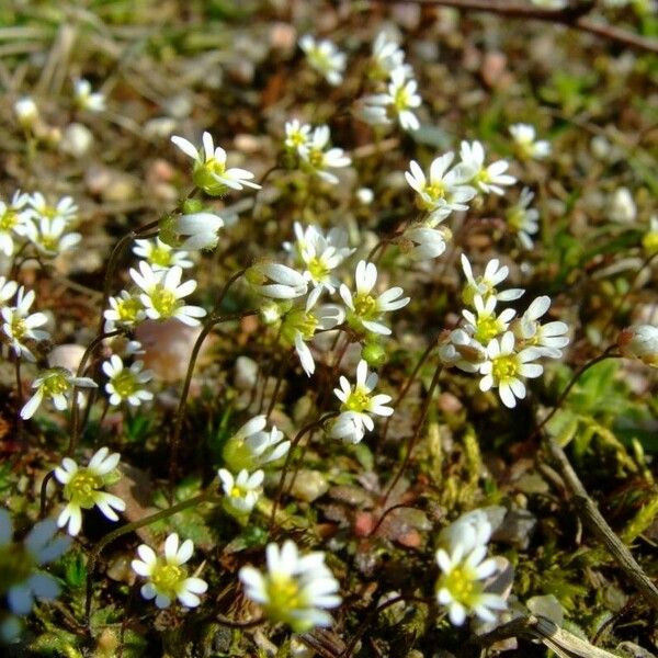 Draba verna Kwiat