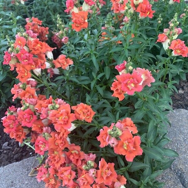 Antirrhinum australe Floro