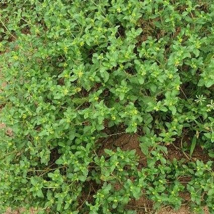 Acanthospermum hispidum Plante entière