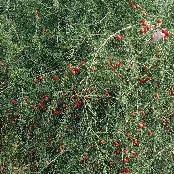 Asparagus officinalis Habit