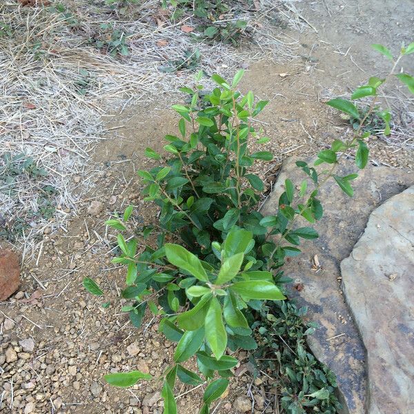 Sideroxylon lanuginosum Elinympäristö