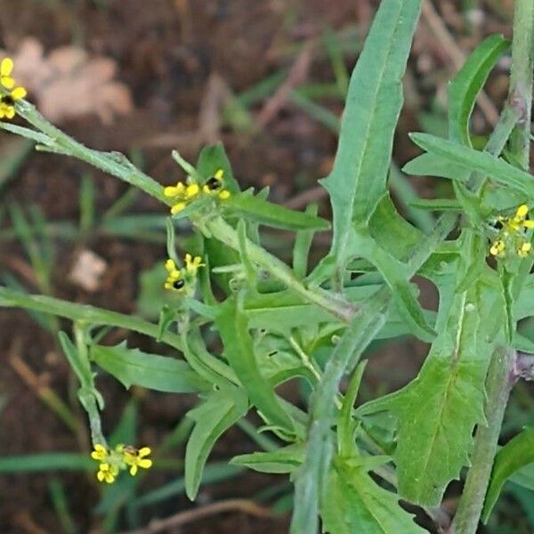 Erysimum repandum Flower