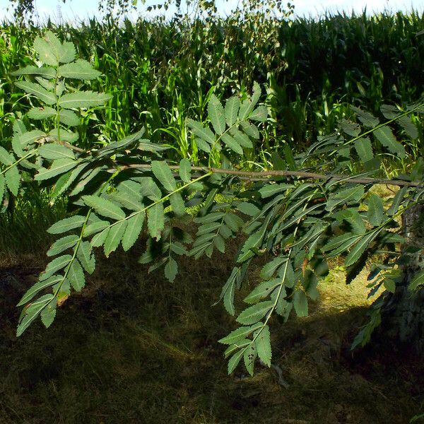 Sorbus aucuparia Blatt