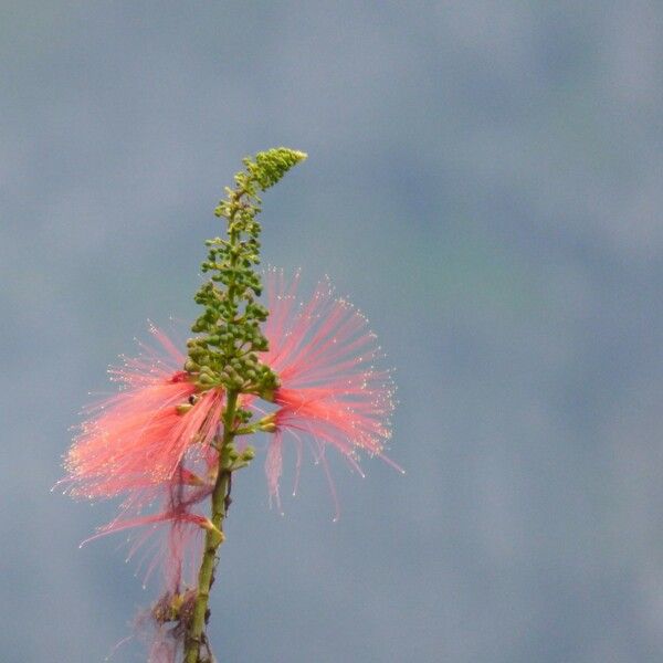 Calliandra houstoniana Flor