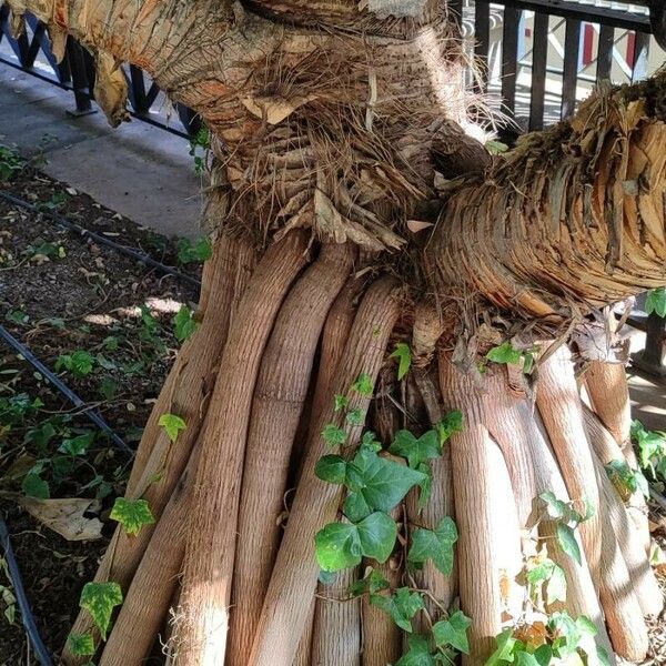 Pandanus utilis Агульны выгляд