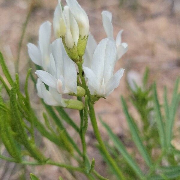 Astragalus tenellus 花