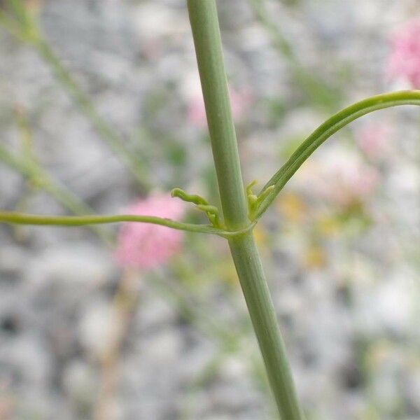 Centranthus angustifolius Rinde