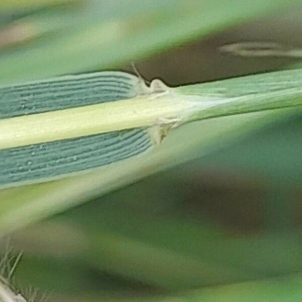 Dichanthium annulatum Rinde