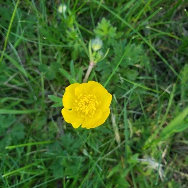 Ranunculus macrophyllus Bloem