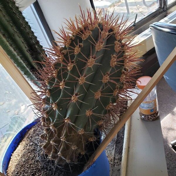 Ferocactus emoryi Alkat (teljes növény)