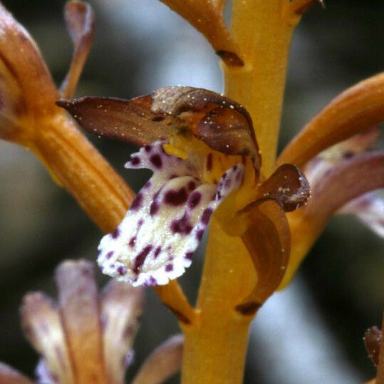 Corallorhiza maculata Flower