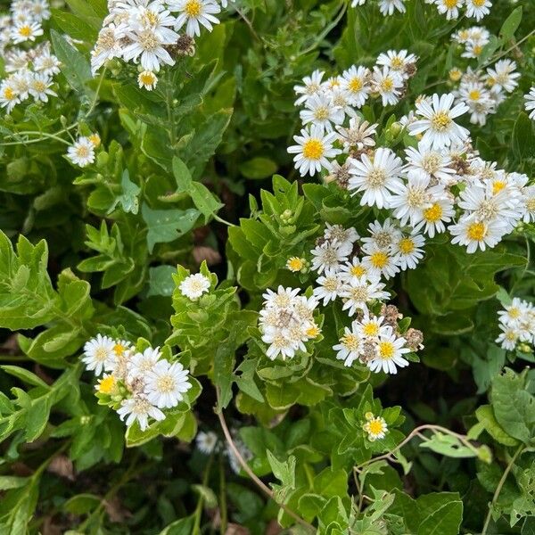 Aster ageratoides Flower