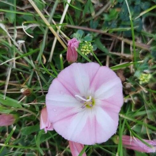 Convolvulus arvensis Květ