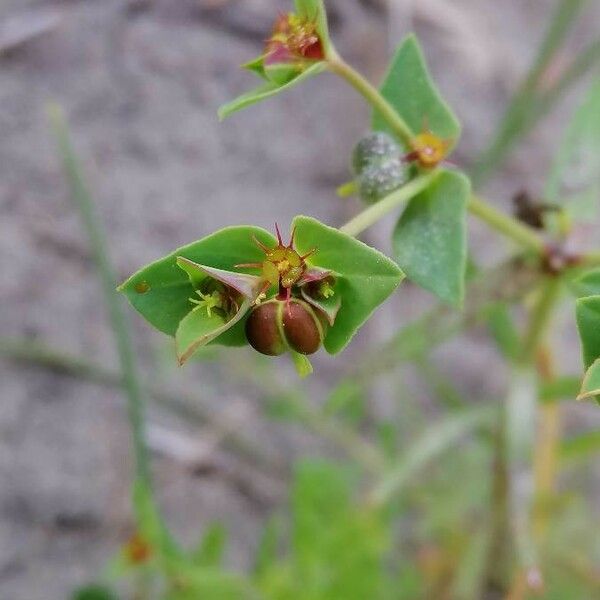 Euphorbia terracina ᱵᱟᱦᱟ