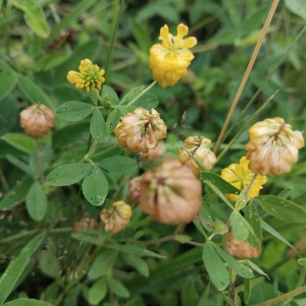 Trifolium aureum Květ