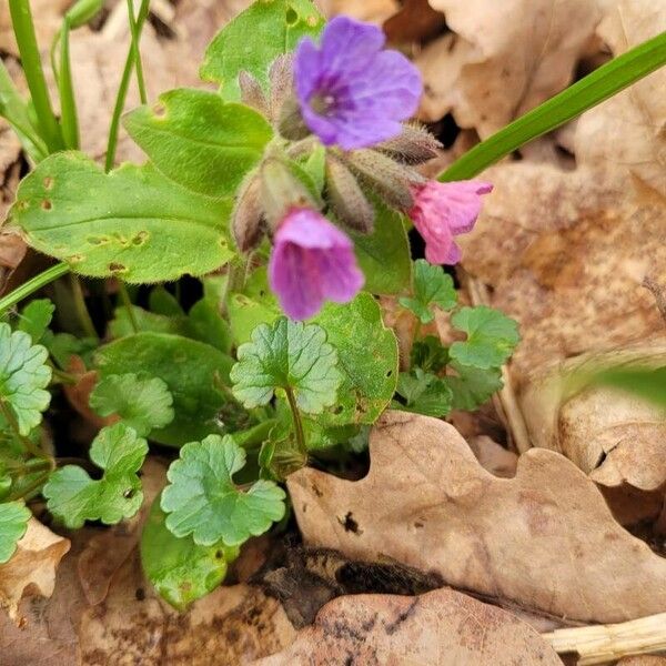 Pulmonaria obscura Flor