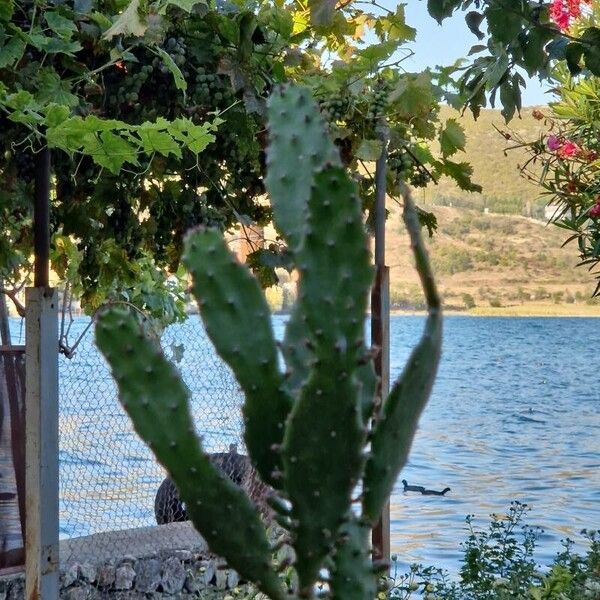 Opuntia humifusa Habitus