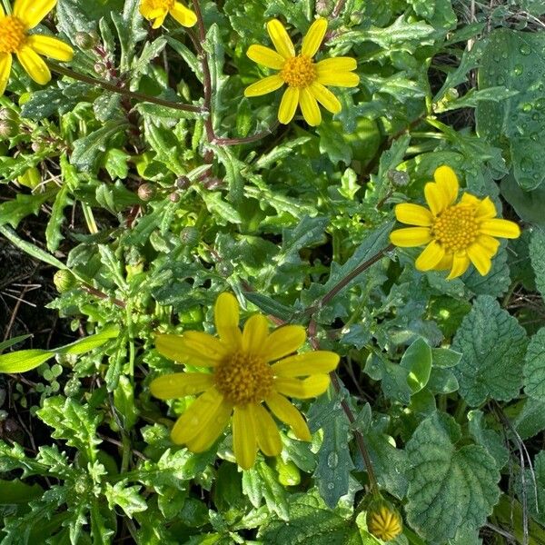 Senecio leucanthemifolius Flower