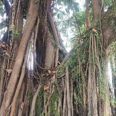 Ficus altissima Rhisgl