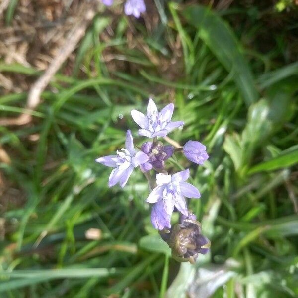 Scilla verna Flower