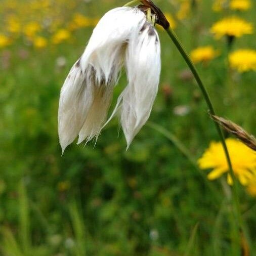 Eriophorum latifolium ফুল