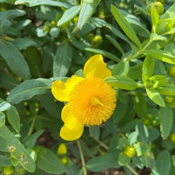 Hypericum frondosum Flower