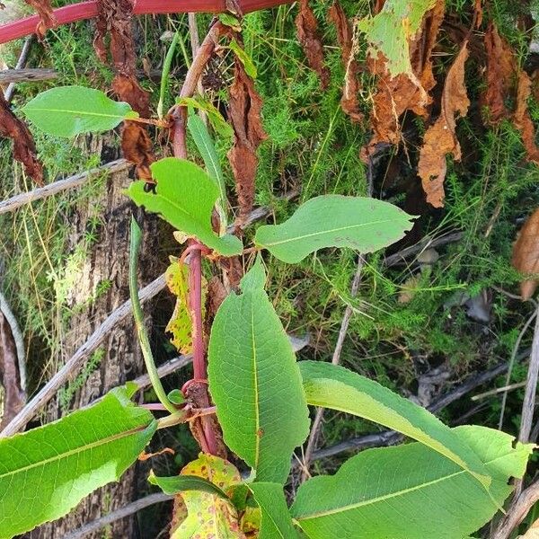 Rumex abyssinicus ᱥᱟᱠᱟᱢ