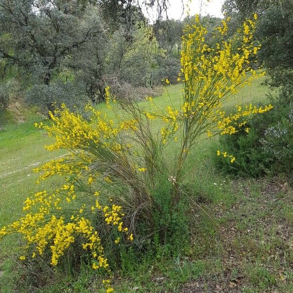 Cytisus scoparius 整株植物