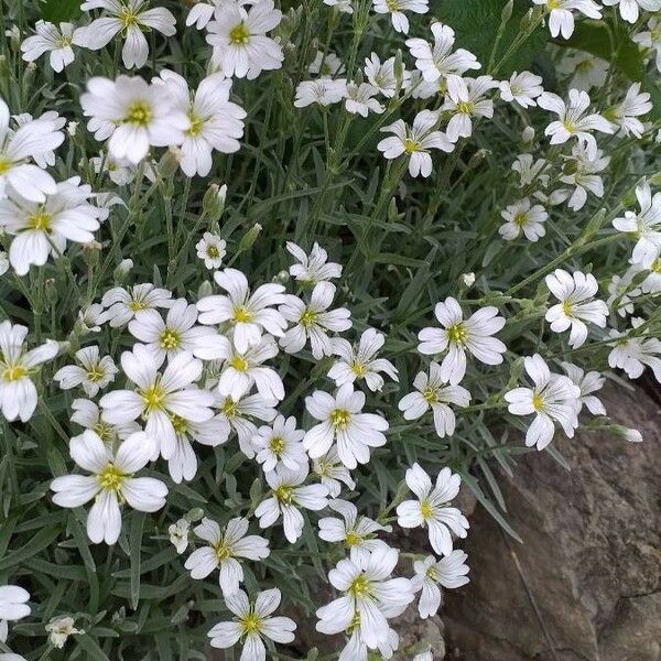 Cerastium tomentosum Květ