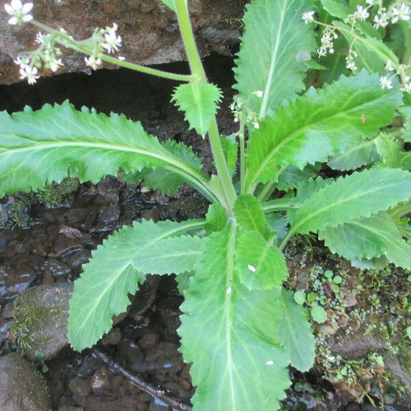 Micranthes micranthidifolia Ліст