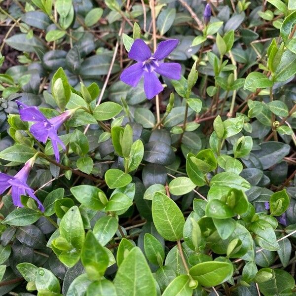 Vinca minor പുഷ്പം