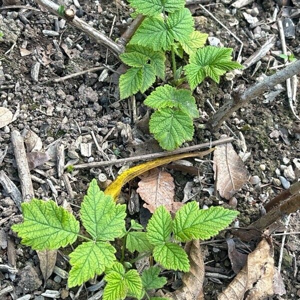 Rubus deliciosus Fuelha