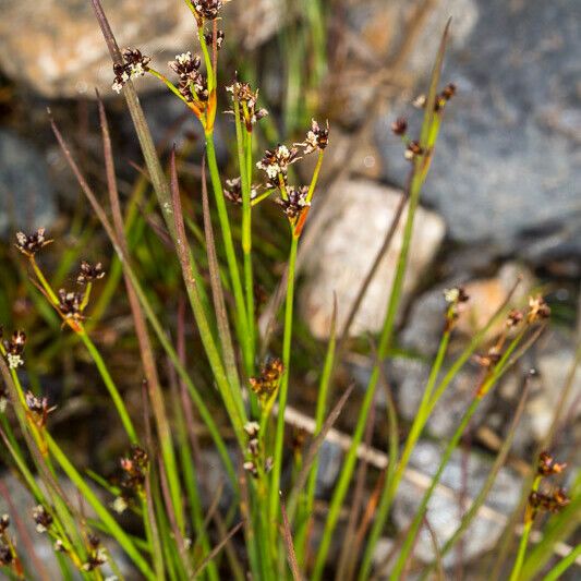 Juncus alpinoarticulatus Kukka