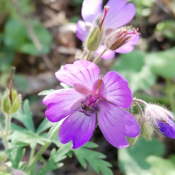 Geranium tuberosum Flor