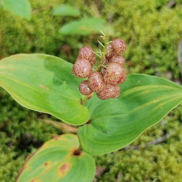 Maianthemum canadense Gyümölcs